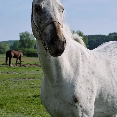 C9 Mit Ueberdachtem Balkon & Nutzung Der Wellness- & Aktivbereiche Im 
